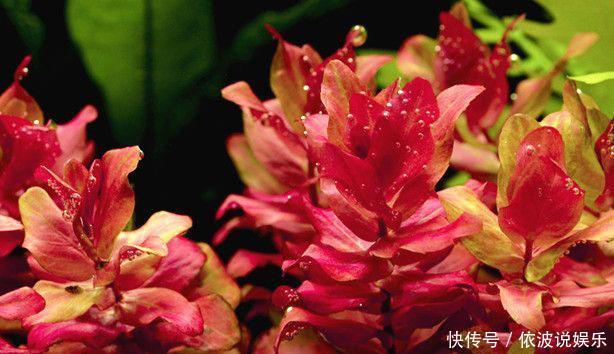 血心兰|找个大水缸,养几种“水草”,比绿萝吊兰都好养,花色红火喜庆