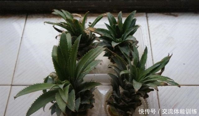 吃甘蔗和菠萝,把“尾巴根”留下,剥开皮埋盆里,7个月长满阳台!