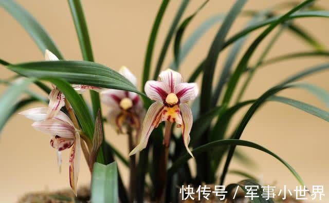 奥绿|兰花和其他花卉在养殖上有不同之处,需要做好这两个方面的工作