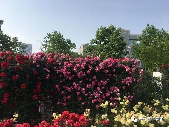 老花匠:扔4种“东西”,就是扔钱,比花肥还好用,不花钱!