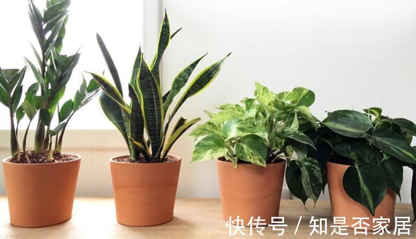 干湿度|家庭栽种这4种植物,早用“小盆”,打理更简单,植株状态更好