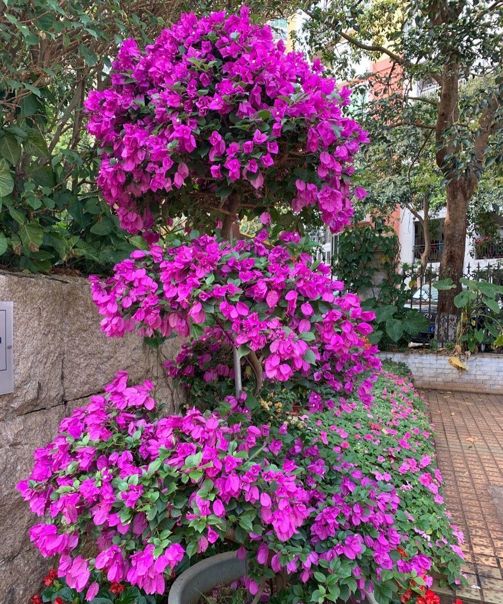 光照|又到了三角梅盛开的季节，做好3步，阳台也能养很好，照样爆花