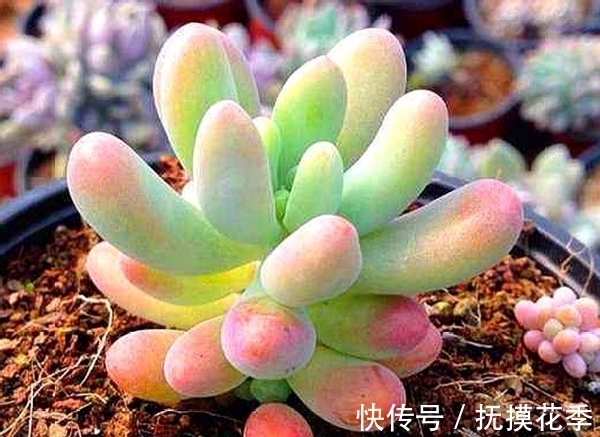 多肉乙女心,天暖盆栽时多晒太阳、适量低温才能让叶子越长越美