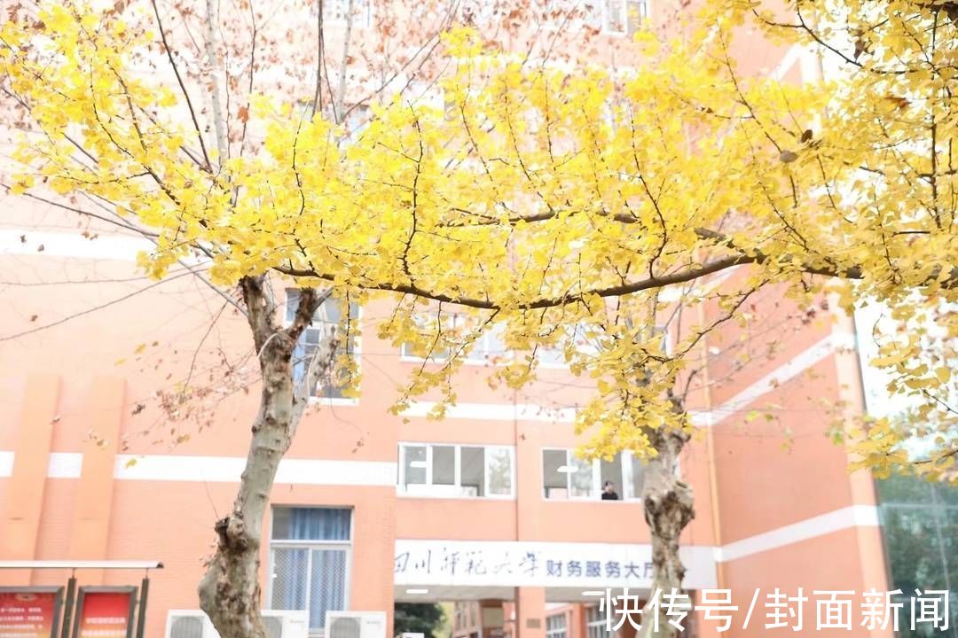 成都信息工程大学|多图警告｜数数川内高校到底承包了多少棵银杏树？