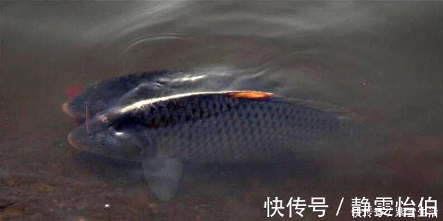 红薯丁|本地使用红薯为饵的方法，分享给各位钓鱼人