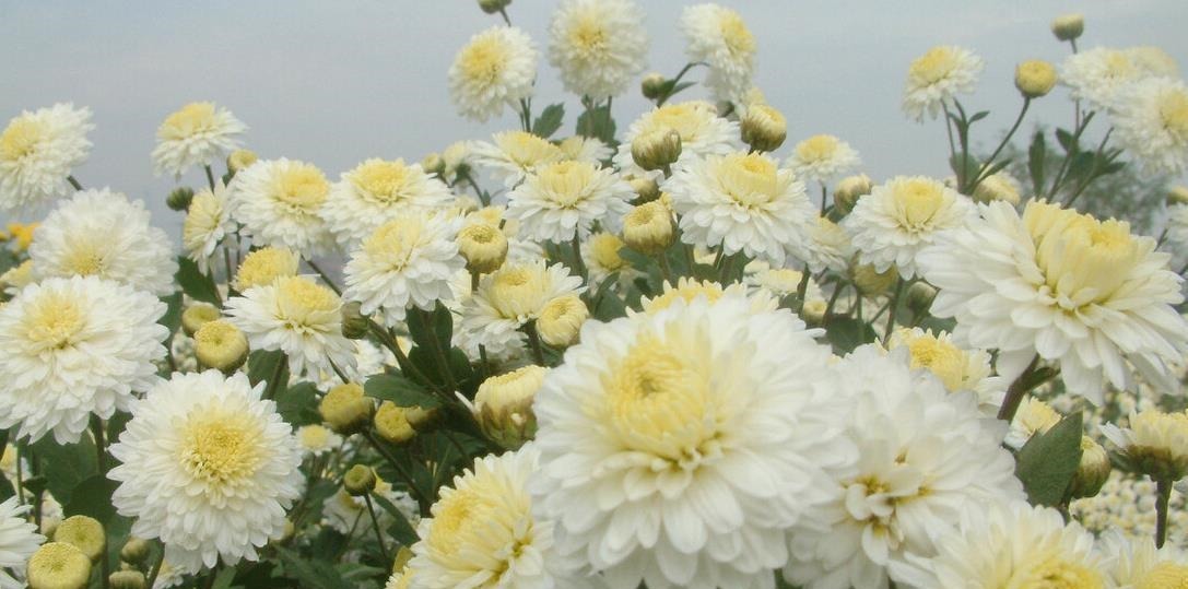 懂花的人,都爱养这5种花,漂亮好养易爆盆,寓意好还养人