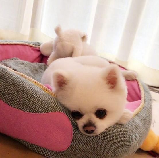 潘晓婷|带你看看潘晓婷的豪宅:家里只刷大白墙,装修却时尚又豪华