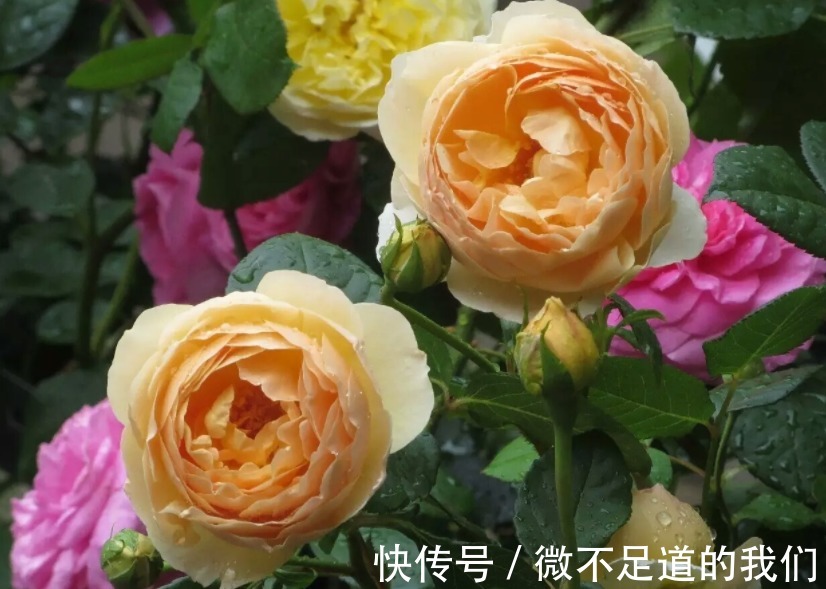 它们是有着“花中皇后”称号的月季,却又被赞誉为“仙女”