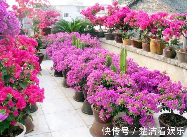 光照|秋季三角梅不开花太不正常!3个“逆袭”技巧,30天开花一大片