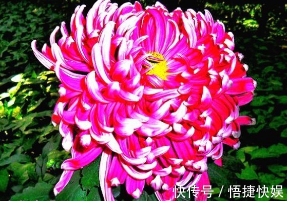 喜欢菊花,不如养盆“菊中精品”鸳鸯荷,似鸳鸯戏水,美丽大气
