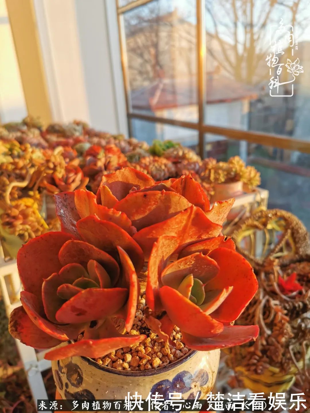 三色堇|懂得珍惜的人,才值得拥有更多美好的事物!养多肉也是如此!