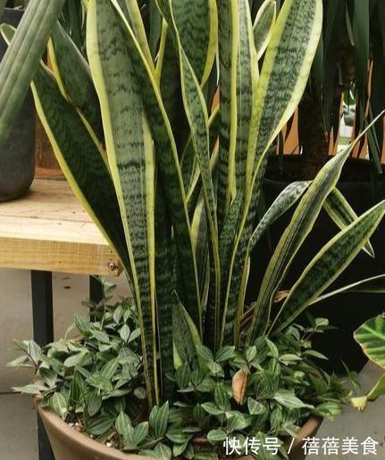 净化|要想强有效净化室内有害气体,这十种健康花卉必不可少
