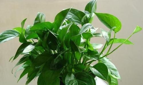 绿萝茉莉……夏天这么养,跟打激素一样疯长不停