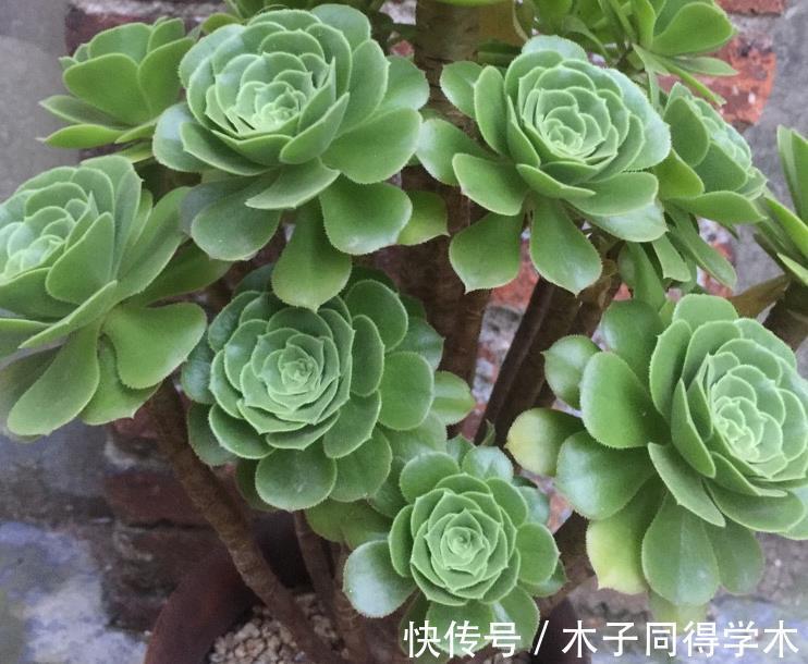 枝叶|养多肉绿羊绒，这些打理到位，爆头易，还能持久散发出花香