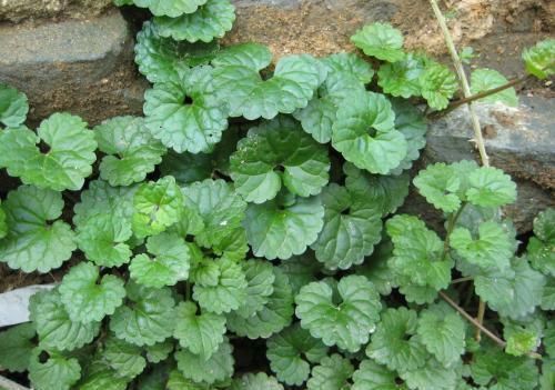 小花|若你在野外有幸遇见它们,请好好珍惜,药用价值极高,可遇不可求