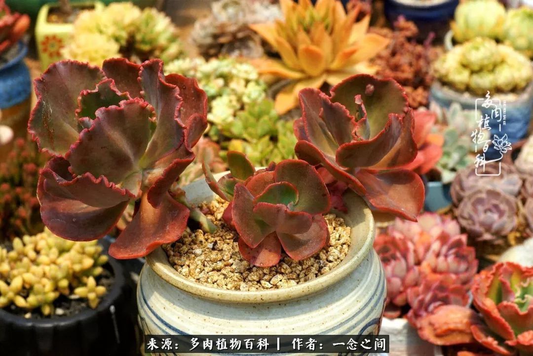 群友聊多肉没有最二只有更二,爆笑百科二群的二货二事!