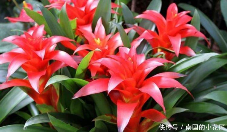 5种花美的出奇,开花爆盆很简单,满树都是花朵,漂亮极了