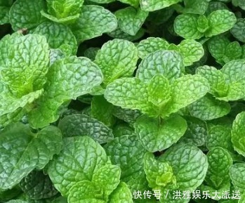 卧室里最适合放这三种绿植,空气清新睡眠无忧,赶快试试吧