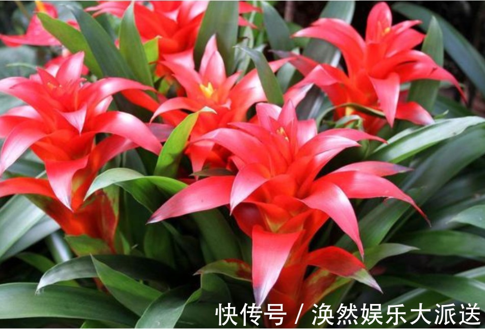 植株|有钱人最喜欢养“3种花”,四季都开花,镇宅又招财,比绿萝好养