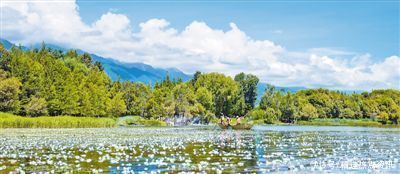 生态|生态改善 海菜花开