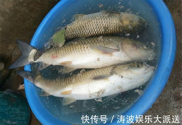 玉米粒|夏季钓鱼不用愁,只需玉米配小麦,野钓鲤鱼草鱼鲫鱼有奇效!
