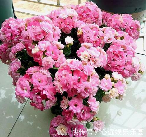 爆盆|养长寿花,换盆记住“正确时间”,操作得当,才能快生长,开爆盆