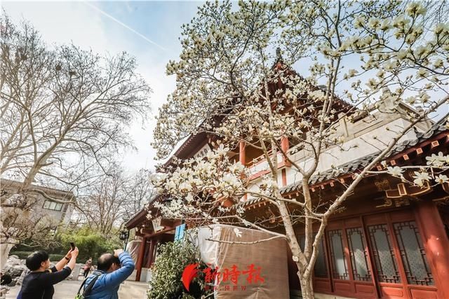 中薪|趵突泉白玉兰绽放 奏响春天序曲