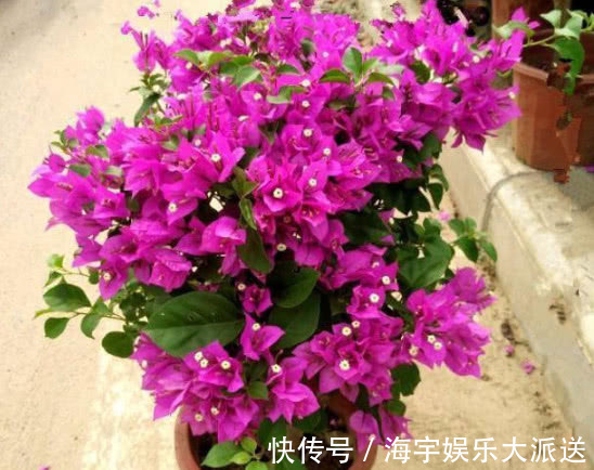 花海|养三角梅，给它披1件“黑棉袄”，花开爆满盆，养出一片花海，美
