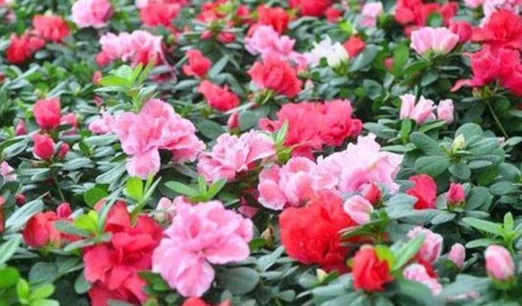 5种花自带福气好养活,花香易打理,养在家里美极了