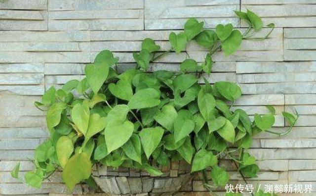 扦插绿萝谨记这4步简单操作，生根速度快、爆盆效果好！
