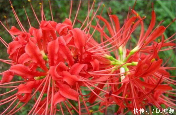 四月二十五日开始,家养此款花卉,花开美观又大气,花香清新怡人