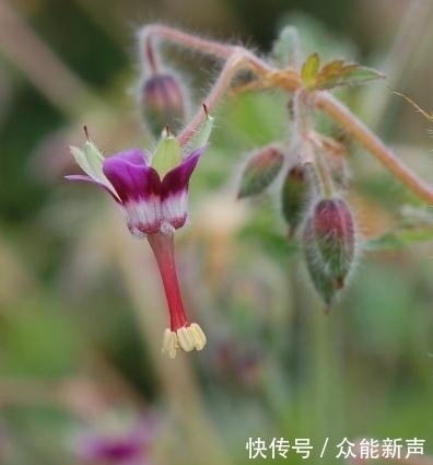  杂草|这种野草，以前常被当做杂草，殊不知，它是治疗风湿疼痛的良药！