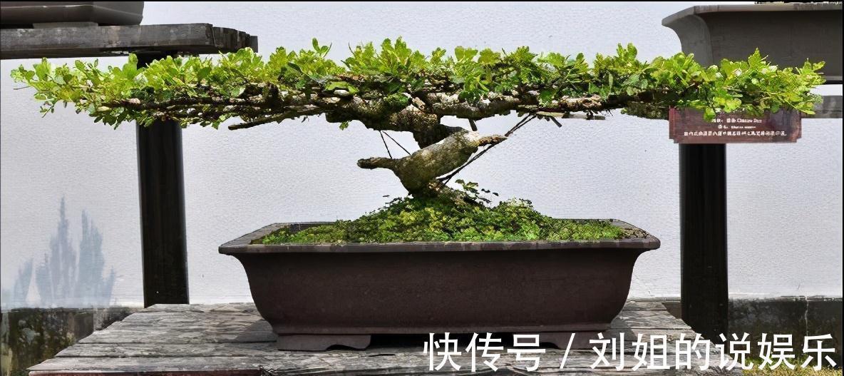 100年的黄杨盆景是怎么养出来的,我总结了下面这些老师傅经验