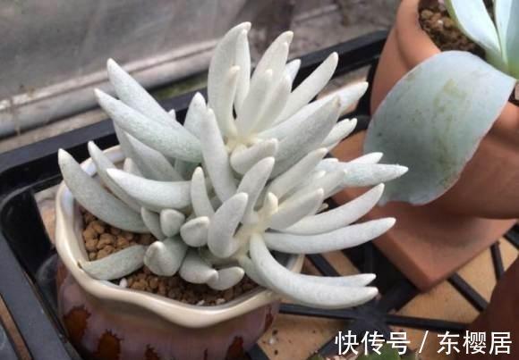 多肉植物|叶片裹在蚕丝，里的趣味多肉植物银月