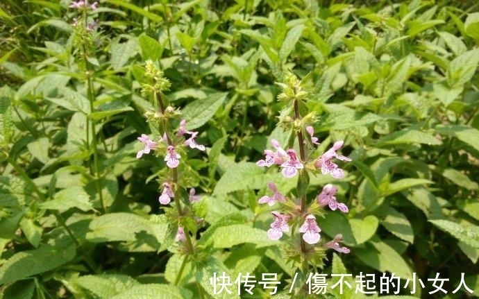 消炎止痒|野甘露,一种野生药材,能清热解毒和消炎止痒,野外遇见别错过!