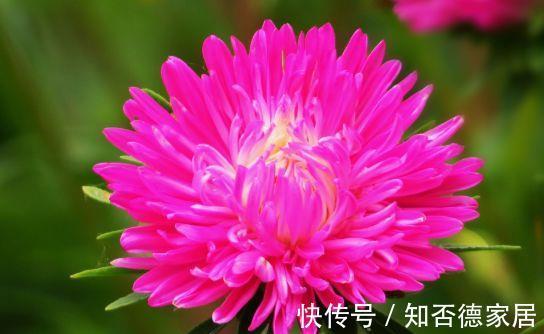 光照|农历6月30号起，最适合养这些花，一年四季赏花，繁花似锦