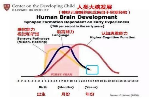 空档期|哈佛研究证实，孩子大脑发育存在“空档期”，多数家长在白费力气