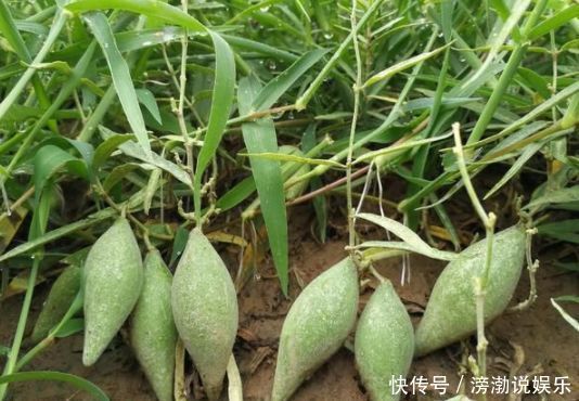 枇杷|农村娃童年的这些美食,食用价值高,营养很丰富,很珍贵