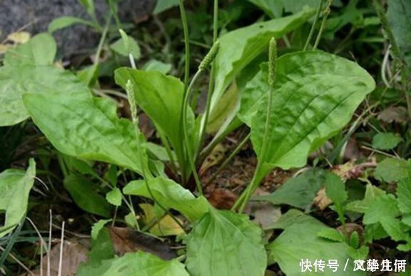 排毒养颜|车前草有妙用，治疗关节炎只是其一，中老年犯的大病小病全靠它