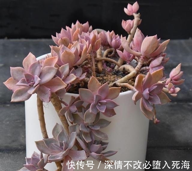 养多肉不叶插不完美,6个品种的叶插苗都是多头,成活率非常高