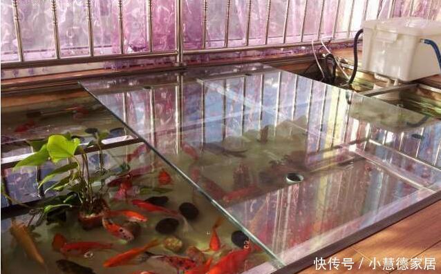 同意|打算在阳台砌鱼池,物业不同意,只好放个鱼缸,邻居看了赞不绝口