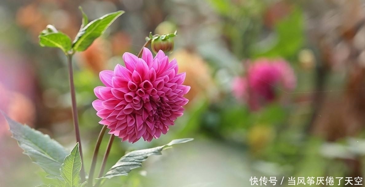 此花,美过荷花,艳过牡丹,一年能开200天,比养君子兰强多了