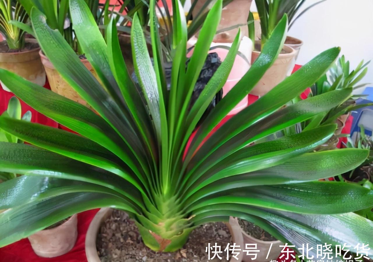 叶片|养君子兰时,当叶片出现这9种异状,能快速找出病因,及时解决