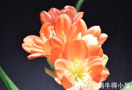 提高君子兰开花率的4种“宝贝”，第一种免费，第四种自己能制作