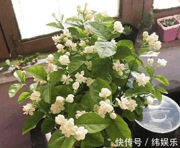 绣球花|养殖绣球、茉莉，想要盆栽多开花，用它们浇花施肥就够了