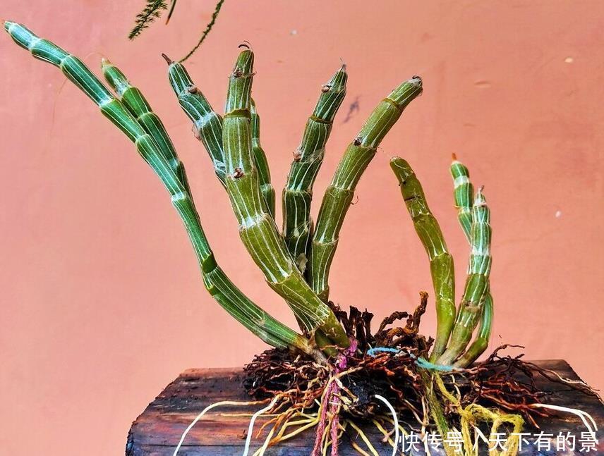 这6种植物是生活的好帮手,家里养一盆,好看好养还可备不时之需