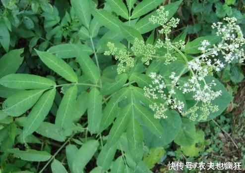 “打得地上爬，只怕八棱麻”，告诉家乡人，此草价值大，别不认识