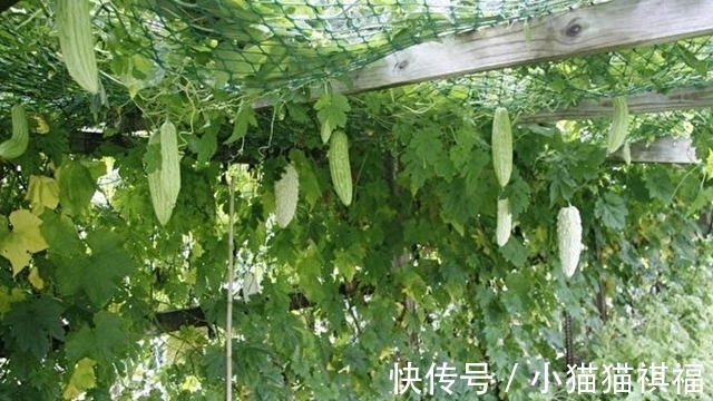 小菜园|1种叶子全身是宝,开水里泡一泡,肝炎、肝硬化、脂肪肝通通打倒