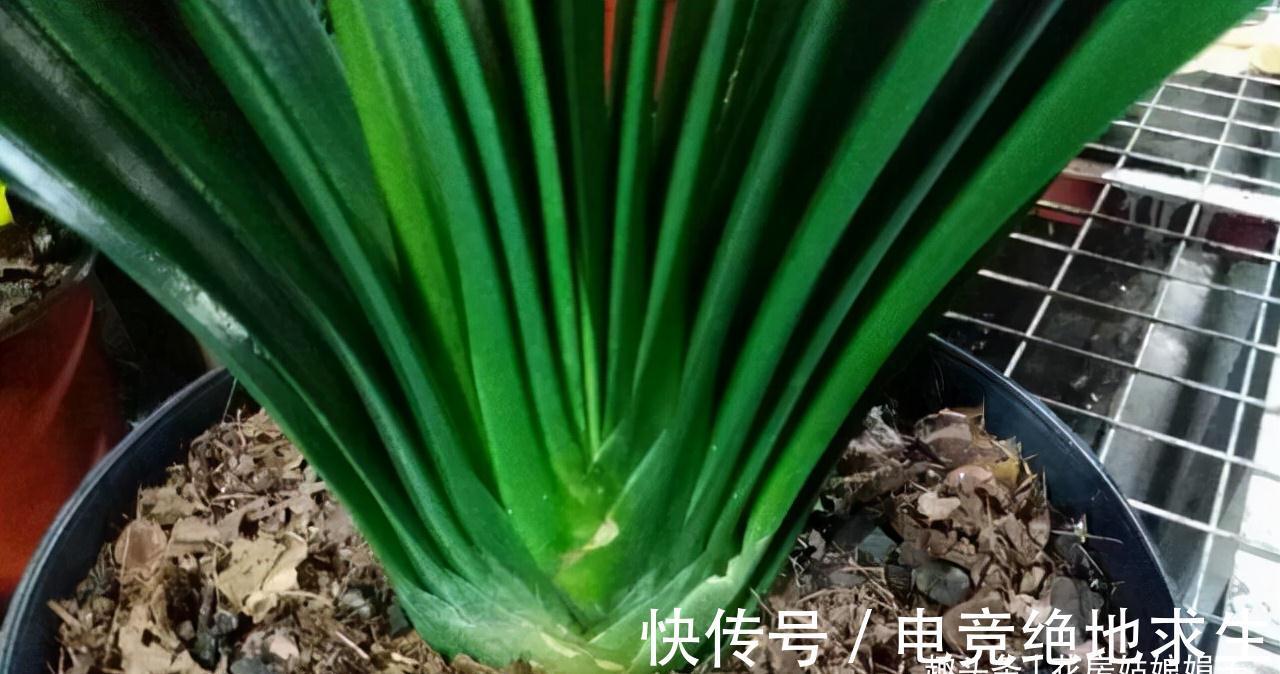 植料|君子兰养好养坏，不光要学会分辨，还要知道养好它的关键在哪里？