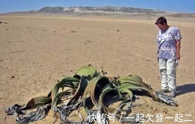 兰叶子|世界上最珍奇植物景观,形似大章鱼沙漠植物,能在沙漠生存上千年